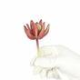 Lotus succulent artificiel Crassula Capitella 10 cm