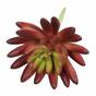 Lotus succulent artificiel Eševéria bordeaux 10,5 cm