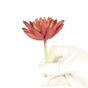 Lotus succulent artificiel Eševéria bordeaux 10,5 cm
