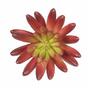 Lotus succulent artificiel Eševéria bordeaux 10,5 cm