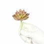 Lotus succulent artificiel Graptopetalum 9,5 cm