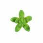 Lotus succulent artificiel Sedum 10 cm