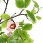 Magnolia artificiel vert clair 150 cm