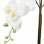 Orchidée artificielle blanche 65 cm