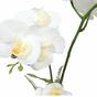 Orchidée artificielle blanche avec fougère 43 cm