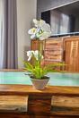 Orchidée artificielle blanche avec fougère 43 cm