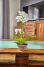 Orchidée artificielle blanche avec fougère 43 cm