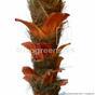 Palmier artificiel Cycas 300 cm