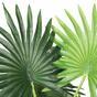 Mini palmier Livistona 160 cm
