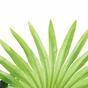 Mini palmier Livistona 160 cm