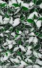 Panneau de feuilles artificielles Cerisier - 50x50cm