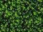 Panneau de feuilles artificielles Citrus Maxima - 50x50 cm