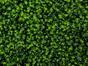Panneau de feuilles artificielles Citrus Maxima - 50x50 cm