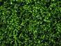 Panneau de feuilles artificielles Fougère - 50x50 cm