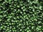 Panneau de feuilles artificielles Gardenia - 50x50 cm