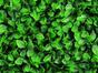 Panneau de feuilles artificielles Hêtre - 50x50 cm