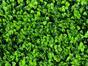 Panneau de feuilles artificielles Leucodendron - 50x50 cm