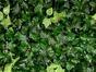Panneau de feuilles artificielles Lierre - 50x50 cm