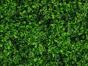 Panneau de feuilles artificielles Stonecrop - 50x50 cm