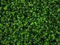 Panneau de feuilles artificielles Trèfle - 50x50 cm