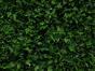 Panneau feuillu artificiel vert foncé Fougère - 50x50 cm