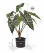 Plante artificielle Allocasia Amazonica 60 cm