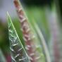 Plante artificielle Aloe Vera 30 cm