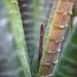 Plante artificielle Aloe Vera 30 cm