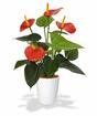 Plante artificielle Anthurium rouge 40 cm