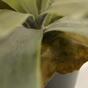 Plante artificielle Bois de cerf 30 cm