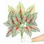 Plante artificielle Calladium multicolore 50 cm