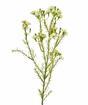 Plante artificielle Chamelaucium uncinatum 65 cm