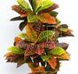 Plante artificielle Crotone 90 cm