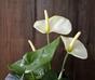 Plante artificielle d'anthurium blanc 40 cm