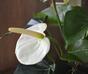 Plante artificielle d'anthurium blanc 40 cm