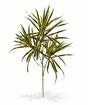 Plante artificielle Dracena 80 cm