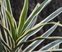 Plante artificielle Dracena 80 cm