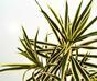 Plante artificielle Dracena 80 cm