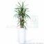 Plante artificielle Dracena doublée de 140 cm