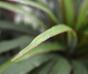 Plante artificielle Dracena doublée de 50 cm