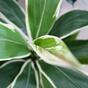 Plante artificielle Dracena parfumée 60 cm