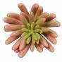 Plante artificielle Echeveria rose 11 cm