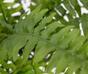 Plante artificielle Fougère de Boston 40 cm