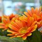 Plante artificielle Gerbera orange 30 cm