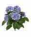 Plante artificielle Hortensia bleu 40 cm