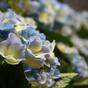 Plante artificielle Hortensia bleu 45 cm