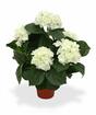 Plante artificielle Hortensia crème 45 cm