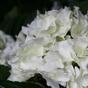 Plante artificielle Hortensia crème 45 cm