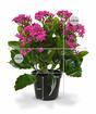 Plante artificielle Kalanchoa violet 30 cm