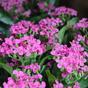 Plante artificielle Kalanchoa violet 30 cm